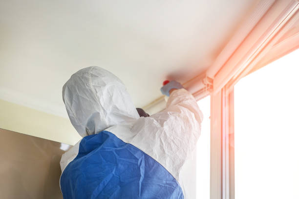 Best Attic Mold Removal  in Nowthen, MN